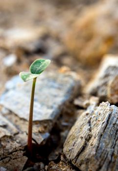 Young seeding sprout up rocky mountain soil