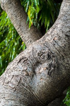 Cracks, notches, abrasions on the surface of large trees On the background that is the leaves of other trees