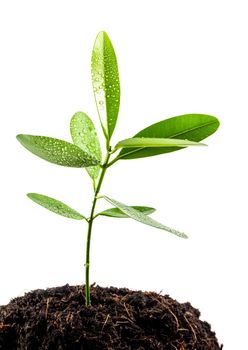 Freshness green leaves of Alexandrian laurel young plant sapling in black soil