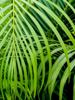 Freshness green pinnately compound leaves Palm leaf