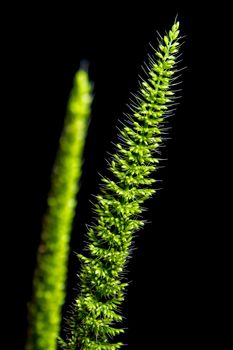 Detail of freshness the new bouquet Bamyard grass on black backgroud