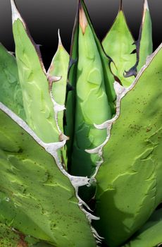 Agave succulent plant freshness texture on leaves surface with thorn of Agave titanota Gentry