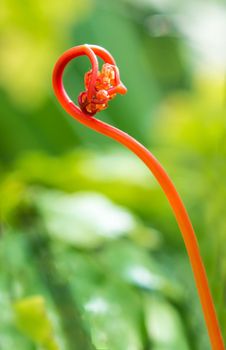 Stems and leaves of the bright red color of fern