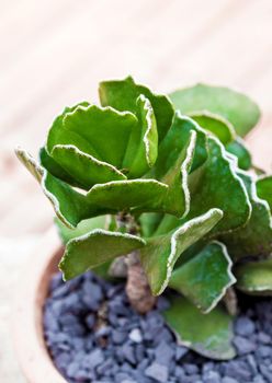 Crinkle-Leaf Plant (Adromischus cristatus) in the pot