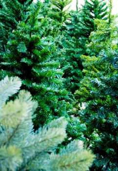 Artificial foliage made from plastic of artificial Christmas tree