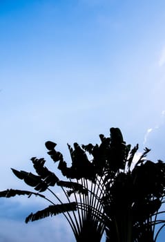 Silhouette tree and the clouds in blue sky