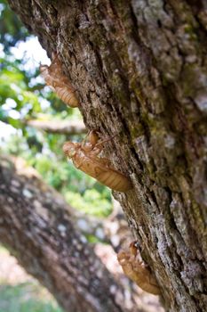 Closeup Molt of Cicada on tree bark