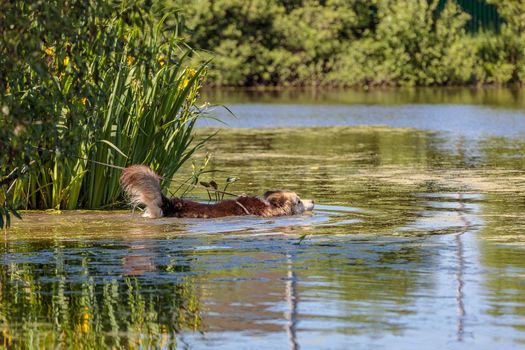 A large fluffy dog bathes in a pond from the heat. Close-up.