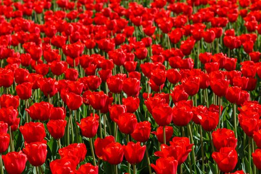 flaccid red tulips in the field at spring daylight - close-up full frame background with selective focus