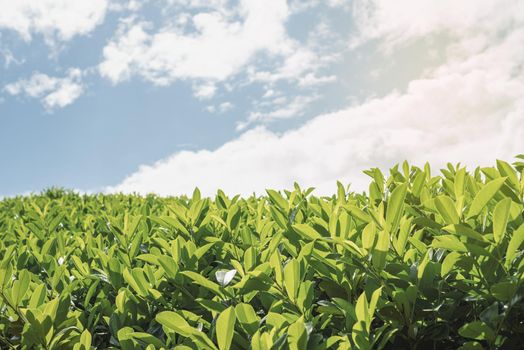 Close up of tea leaves against sky background