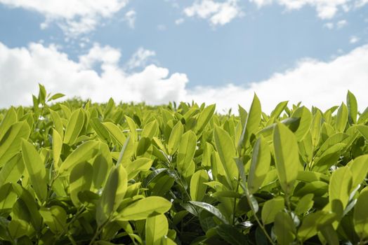 Close up of tea leaves against sky background