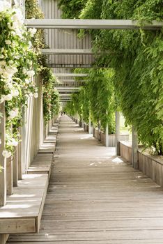 Green park alley, wooden benches and walls with white roses. Symmetry