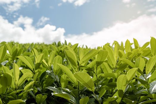 Close up of tea leaves against sky background