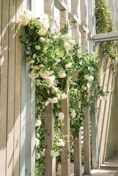 Beautiful wooden wall with white roses in the park or garden. Light and shadows pattern