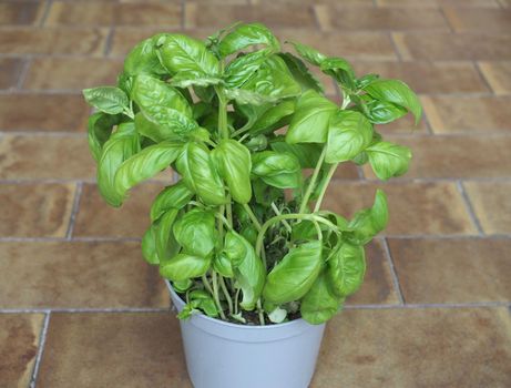 basil aka Thai basil or sweet basil (scientific name Ocimum basilicum) plant in a pot