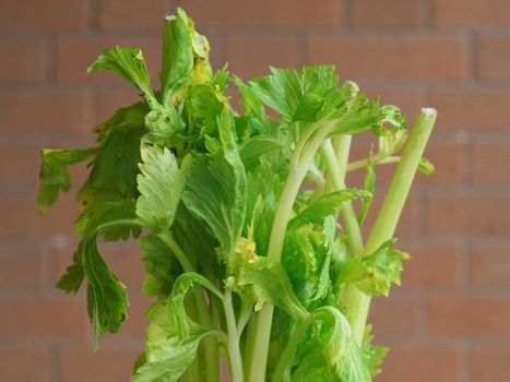 celery (scientific name Apium graveolens) plant vegetarian food