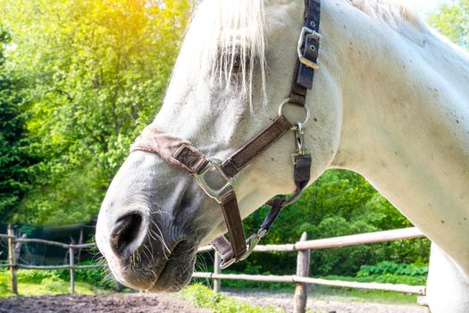 Close-up of the head of a white horse. The horse stands in the corral against the backdrop of green trees. Blurred backdrop, selective focus.