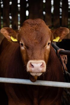 portrait of a red cow in the paddock on the farm