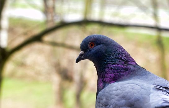 Serious rock Pigeon close-up portrait side profile against blurry background. Shallow depth of field of bird head with shiny neck