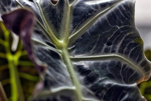 Abstract background shot showing leaf of Alocasia plant, it is a genus of broad-leaved rhizomatous or tuberous perennial flowering plants from the family Araceae.