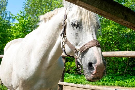Close-up of a white horse. The horse stands in the corral against the backdrop of green trees. Blurred backdrop, selective focus.