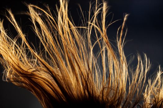 Abstract windy hair texture. Backlit silhouette on dark background.