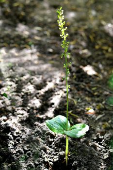 Twayblade, wild orchid of the German flora