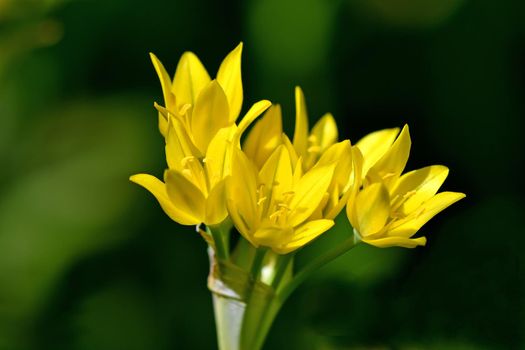 the magic moly herb with flower