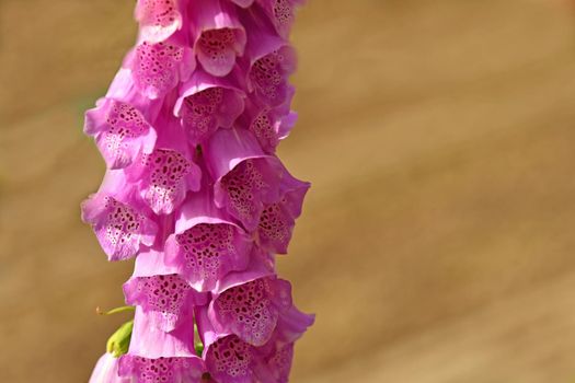 medicinal herb purple foxglove with flower