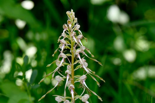 German wild orchid, Lizard orchid