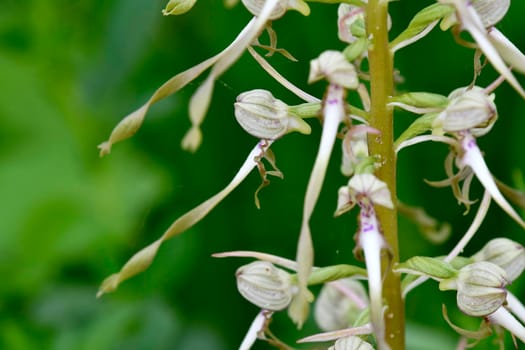 German wild orchid, Lizard orchid