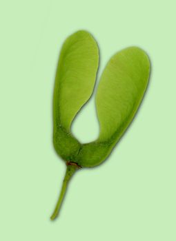 One double seed of a maple tree. Light green. Cut out on a pale green background