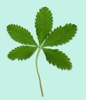 Leaf from a field flower. Cut out on a pale blue background