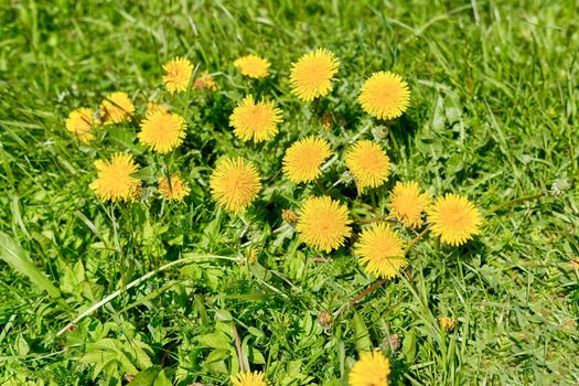 yellow dandelions growing on a lawn illuminated by the sunlight. Spring flowers dandelions, top view