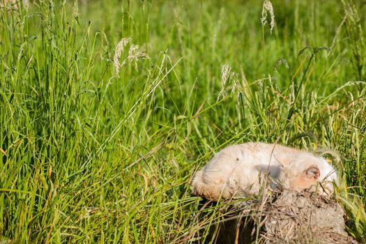 Cat sitting in a meadow