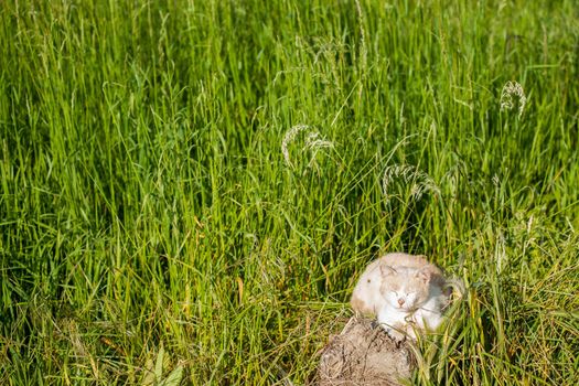 Cat sitting in a meadow