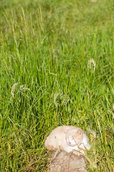 Cat sitting in a meadow