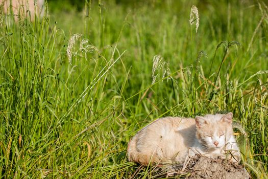 Cat sitting in a meadow