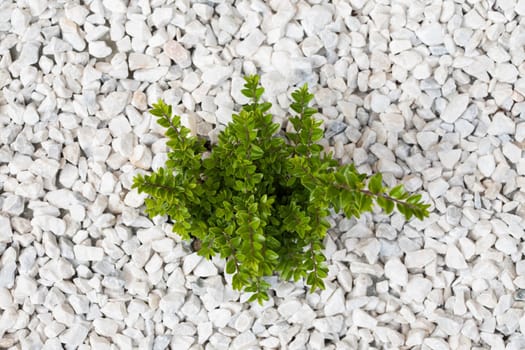 Small green bush on the white stones. Photo tooken up to down.