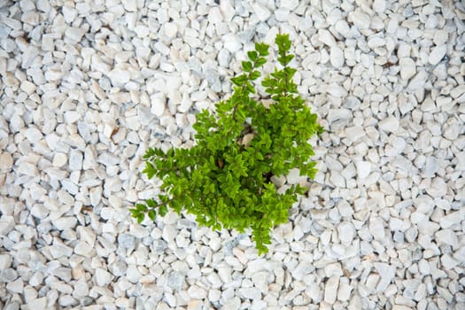 Small green bush on the white stones. Photo tooken up to down.