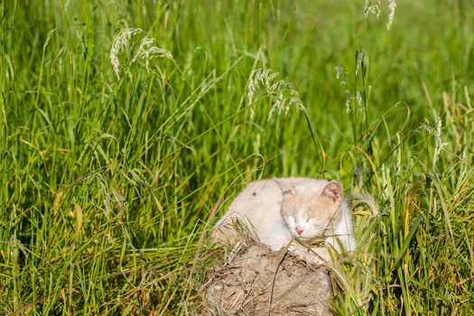 Cat sitting in a meadow