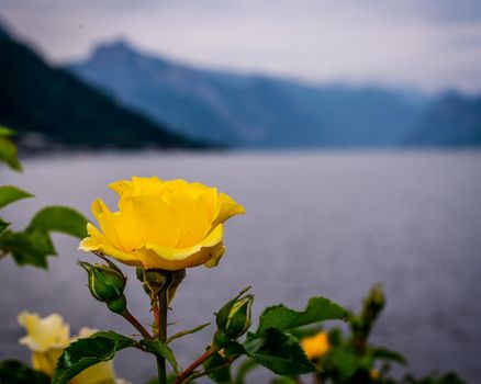 Blooming yellow rose on blurred water background, mountains and Lake Traunsee on the background