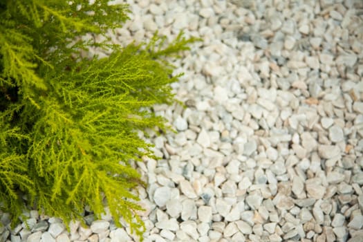 Small green bush on the white stones. Photo tooken up to down.