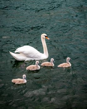 White swan swimming with baby swans, called also flapper or a cygnet