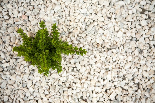 Small green bush on the white stones. Photo tooken up to down.