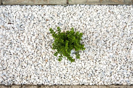 Small green bush on the white stones. Photo tooken up to down.