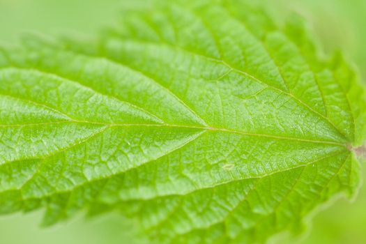 CloseUp of a leaf. Green background. Macro shot.