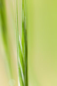 CloseUp of a grass. Artistic look.