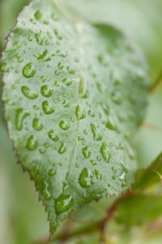 Green leaf full of raindrops. Same are big, some are small.