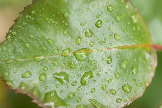 Green leaf full of raindrops. Same are big, some are small.